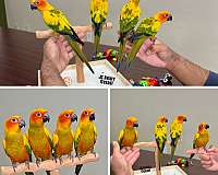 house-trained-mexican-red-amazon-parrot-for-sale