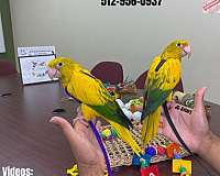 green-red-mexican-red-amazon-parrot-for-sale