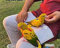 house-trained-mexican-red-amazon-parrot-for-sale