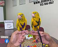 homing-mexican-red-amazon-parrot-for-sale