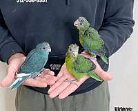 green-red-mexican-red-amazon-parrot-for-sale