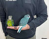 house-trained-mexican-red-amazon-parrot-for-sale