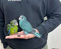 homing-mexican-red-amazon-parrot-for-sale