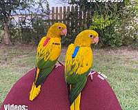 pet-mexican-red-amazon-parrot-for-sale