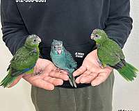 pet-mexican-red-amazon-parrot-for-sale