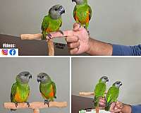 black-headed-caique-for-sale-in-austin-tx