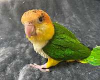 caique-for-sale-in-north-huntingdon-pa
