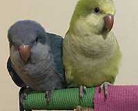 bonded-pair-bird-for-sale-in-lexington-sc