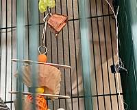 parakeet-for-sale-in-fort-collins-co