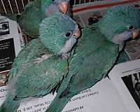 quaker-parrots-for-sale-in-piqua-oh