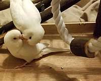 white-parakeet-for-sale