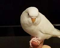 medium-white-bird-for-sale