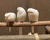 white-bird-for-sale