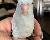 parrotlet-for-sale-in-hampshire-il