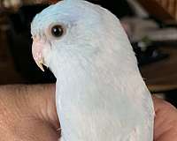 blue-pastel-bird-for-sale-in-hampshire-il