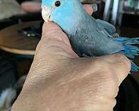 pacific-parrotlet-for-sale-in-hampshire-il