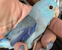 blue-bird-for-sale-in-hampshire-il