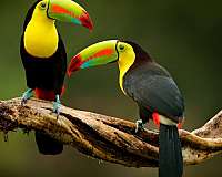 toucan-for-sale-in-flower-mound-tx