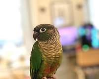 conure-for-sale-in-new-york-ny