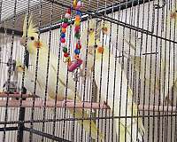 cockatiel-for-sale