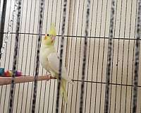 lutino-cockatiel-for-sale