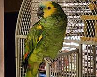 young-bird-for-sale-in-marina-ca