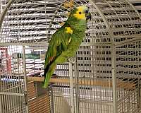 amazon-parrot-for-sale-in-marina-ca