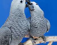 african-grey-parrot-parrot-for-sale-in-flower-mound-tx