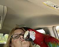 green-wing-macaw-for-sale-in-winlock-wa