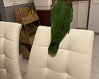 green-eclectus-parrots-for-sale