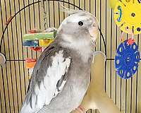 small-bird-for-sale-in-post-falls-id