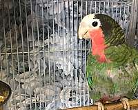 cuban-amazon-parrot-for-sale