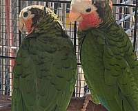 male-bird-for-sale