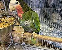 cuban-amazon-parrot-for-sale-in-downey-ca