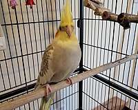 white-yellow-bird-for-sale-in-mason-oh