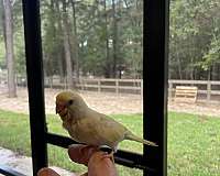 lutino-cockatiel-parakeet-for-sale