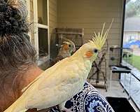cockatiel-parakeet-for-sale-in-huffman-tx