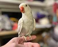 crimson-green-pet-bird-for-sale