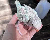 crimson-green-handfed-bird-for-sale