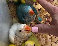medium-crimson-green-bird-for-sale