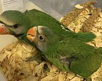 crimson-green-playful-bird-for-sale