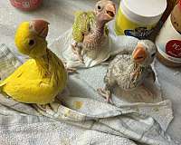 playful-bird-for-sale-in-davenport-fl