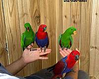 cute-red-lory-for-sale