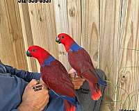 exotic-red-lory-for-sale