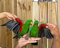 fancy-red-lory-for-sale