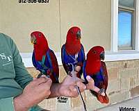 companion-red-lory-for-sale