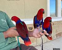 cute-red-lory-for-sale