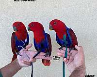 exotic-red-lory-for-sale