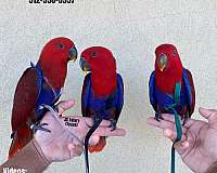 fancy-red-lory-for-sale