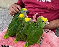fancy-red-lory-for-sale
